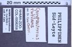 Etikette zu Campsosternus rutilans (Chevrolat, 1841) (NHMW-ZOO-COL-0008258)
